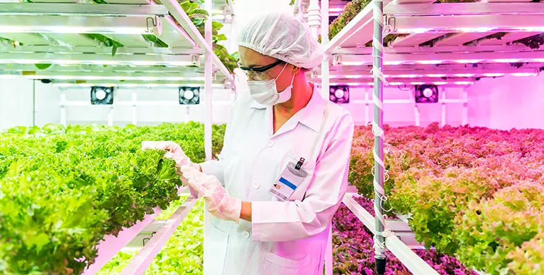 Modern greenhouses will allow the continuous cultivation of a wide variety of vegetables throughout the year. Image_of_greenhouse